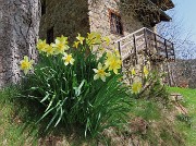 Spettacolo di fiori ai prati della Pigolotta di Valtorta-12apr24  - FOTOGALLERY